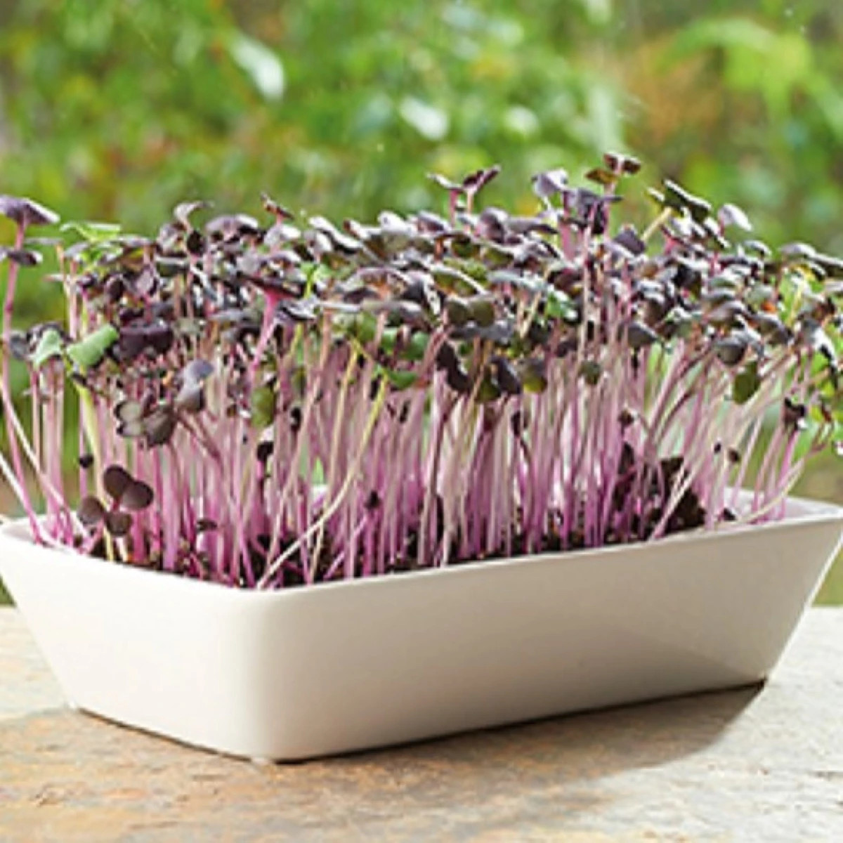 Buzzy - Súprava na pestovanie reďkovky Daikon Red - Pieterpik - 1 ks