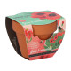 Buzzy Grow Gifts - Minisada na pestovanie maku - Pieterpik - 1 ks