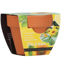 Buzzy Grow Gifts - Minisada na pestovanie slnečnice - Pieterpik - 1 ks
