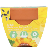Buzzy Grow Gifts - Minisada na pestovanie slnečnice - Pieterpik - 1 ks