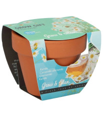 Buzzy Grow Gifts - Minisada na pestovanie harmančeka - Pieterpik - 1 ks