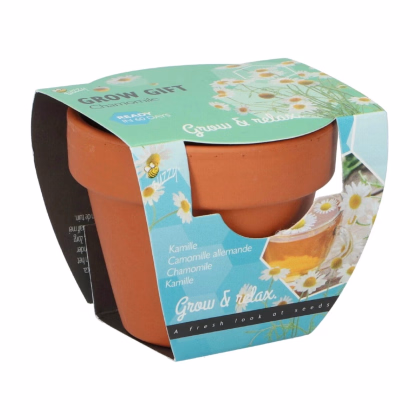 Buzzy Grow Gifts - Minisada na pestovanie harmančeka - Pieterpik - 1 ks