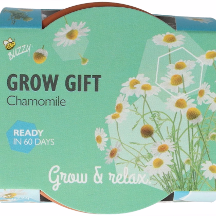 Buzzy Grow Gifts - Minisada na pestovanie harmančeka - Pieterpik - 1 ks