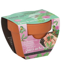 Buzzy Grow Gifts - Minisúprava na pestovanie citlivky - Pieterpik - 1 ks