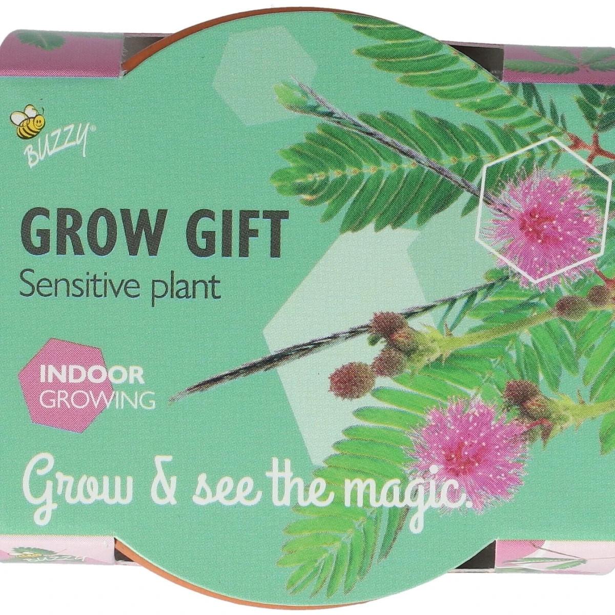 Buzzy Grow Gifts - Minisúprava na pestovanie citlivky - Pieterpik - 1 ks