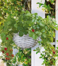 Buzzy - Závesná záhradka na pestovanie jahôd - Pieterpik - 1 ks