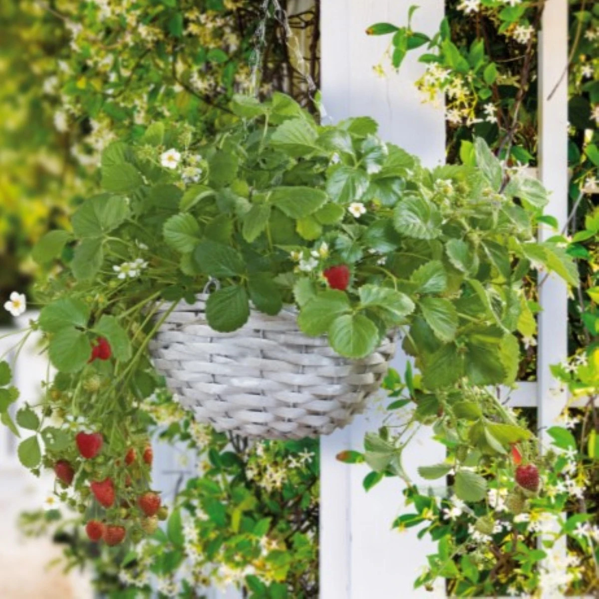 Buzzy - Závesná záhradka na pestovanie jahôd - Pieterpik - 1 ks