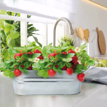 Buzzy - Okenná minizáhradka na pestovanie jahôd - Pieterpik - 1 ks