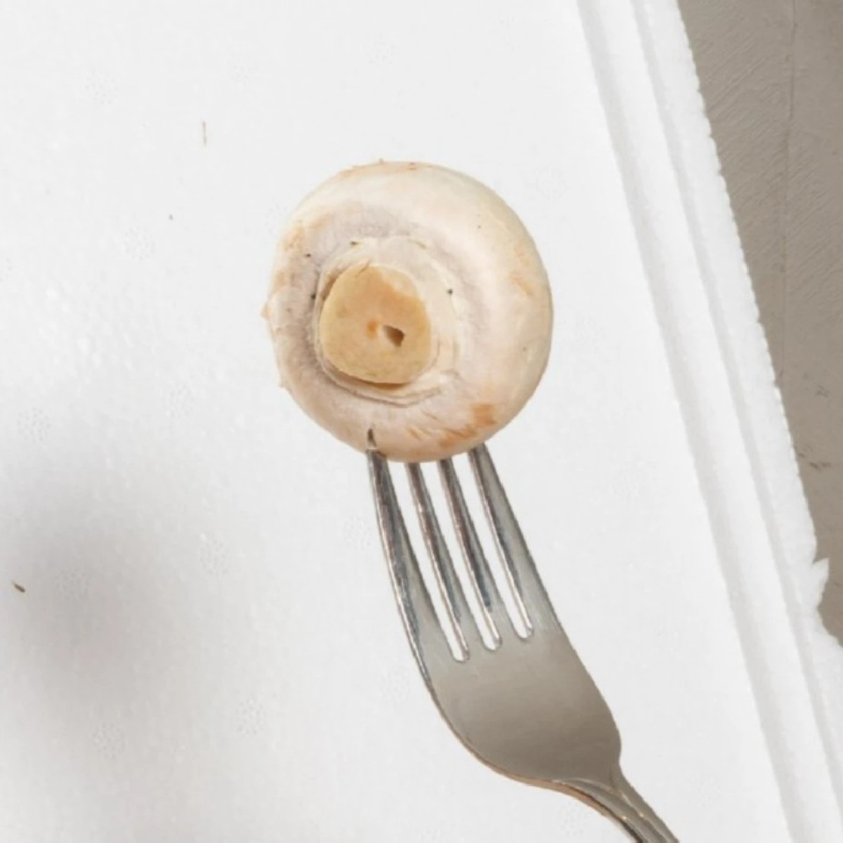 Mini Champ - sada pre domáce pestovanie bielych šampiňónov - Agaricus bisporus - sadivo - 1 ks