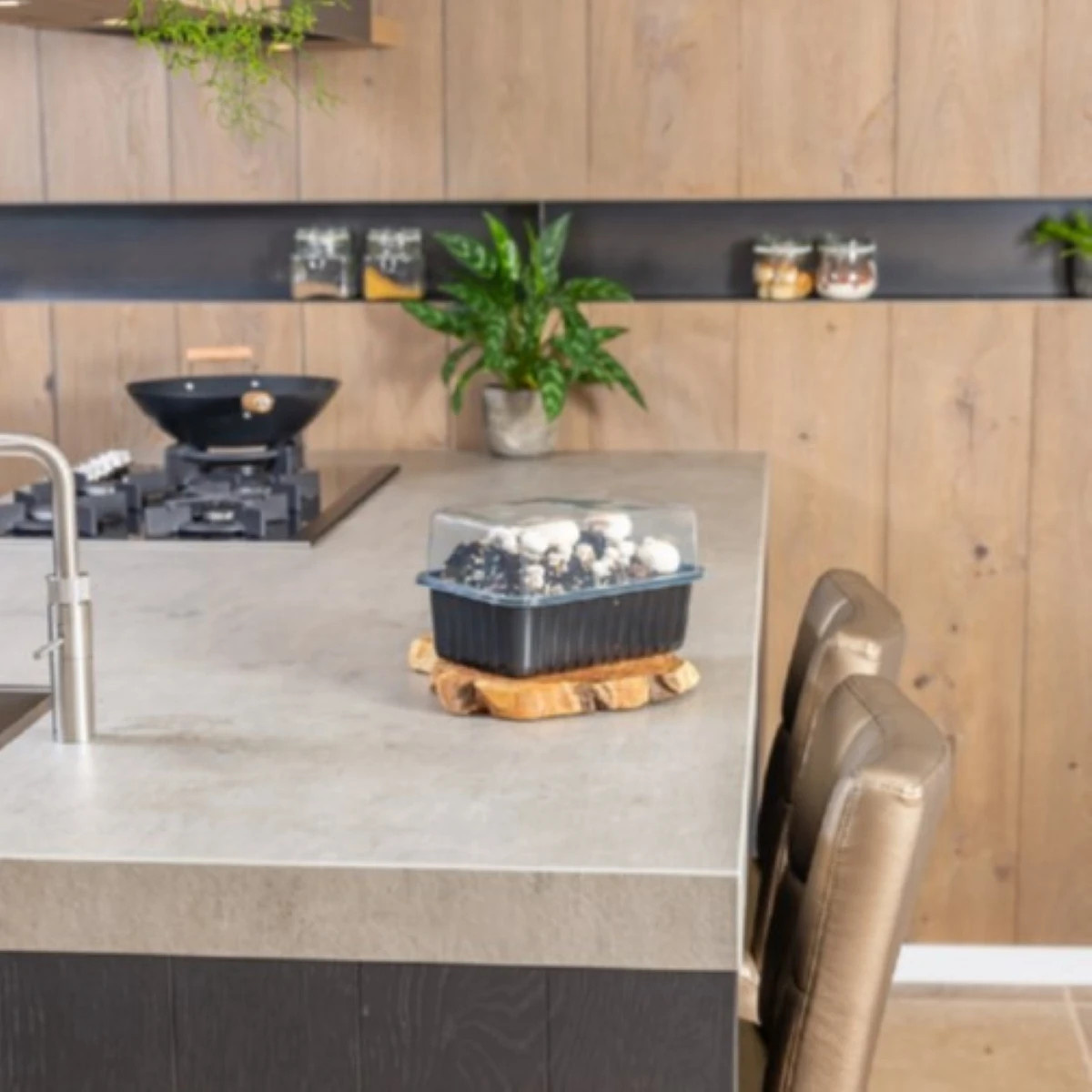 Mini Champ - sada pre domáce pestovanie bielych šampiňónov - Agaricus bisporus - sadivo - 1 ks