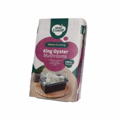 Mini Champ - súprava na domáce pestovanie hlivy kráľovskej - Pleurotus eryngii - sadba - 1 ks