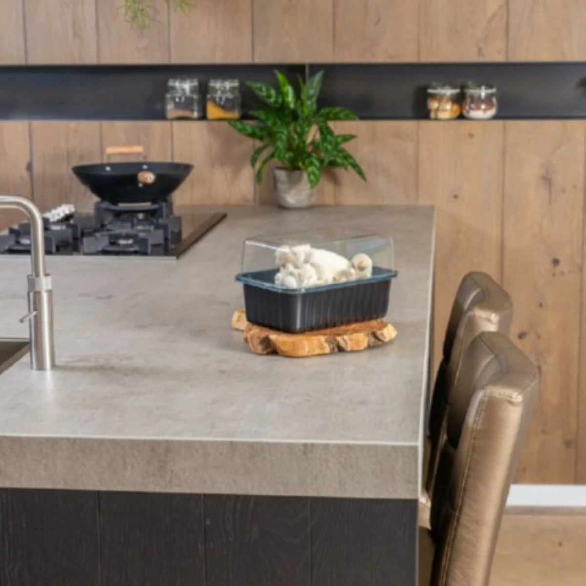 Mini Champ - súprava na domáce pestovanie hlivy kráľovskej - Pleurotus eryngii - sadba - 1 ks