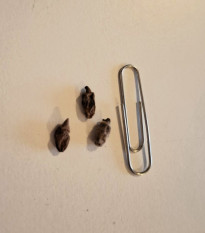 Vtáčia orchidea - Habenaria radiata - predaj cibuľovín - 1 ks