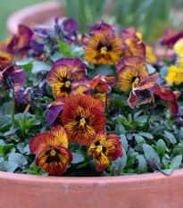 Fialka Tiger Eye Red F1 - Viola cornuta - osivo fialky - 20 ks