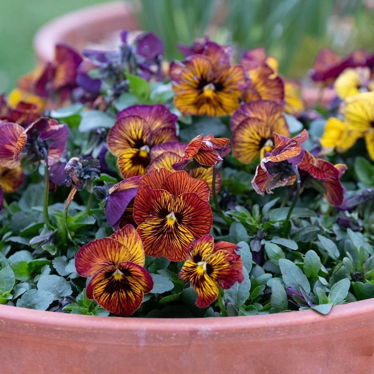 Fialka Tiger Eye Red F1 - Viola cornuta - osivo fialky - 20 ks