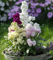 Fiala Cinderella Vivid Formula Mix - Matthiola incana - osivo fialy - 40 ks