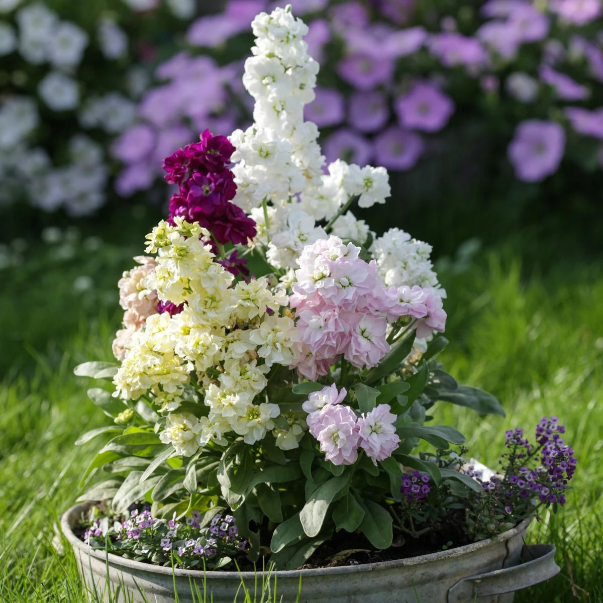 Fiala Cinderella Vivid Formula Mix - Matthiola incana - osivo fialy - 40 ks