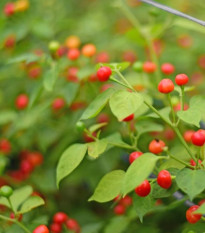 Chilli Aji Charapita Big Red - Capsicum chinense - osivo chilli - 7 ks