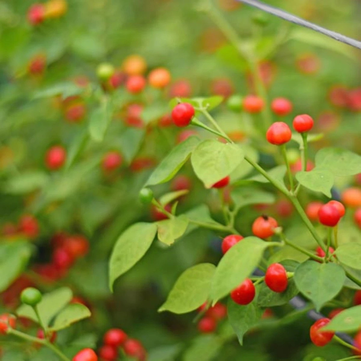 Chilli Aji Charapita Big Red - Capsicum chinense - osivo chilli - 7 ks