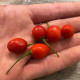 Chilli Aji Charapita Big Red - Capsicum chinense - osivo chilli - 7 ks