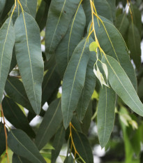 Eukalyptus riečny River Red Gum - Blahovičník - Eucalyptus camaldulensis - osivo eukalyptu - 10 ks