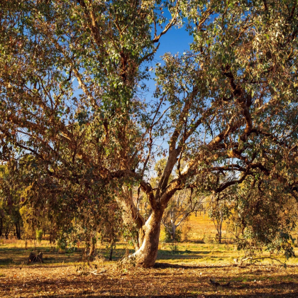 Eukalyptus riečny River Red Gum - Blahovičník - Eucalyptus camaldulensis - osivo eukalyptu - 10 ks