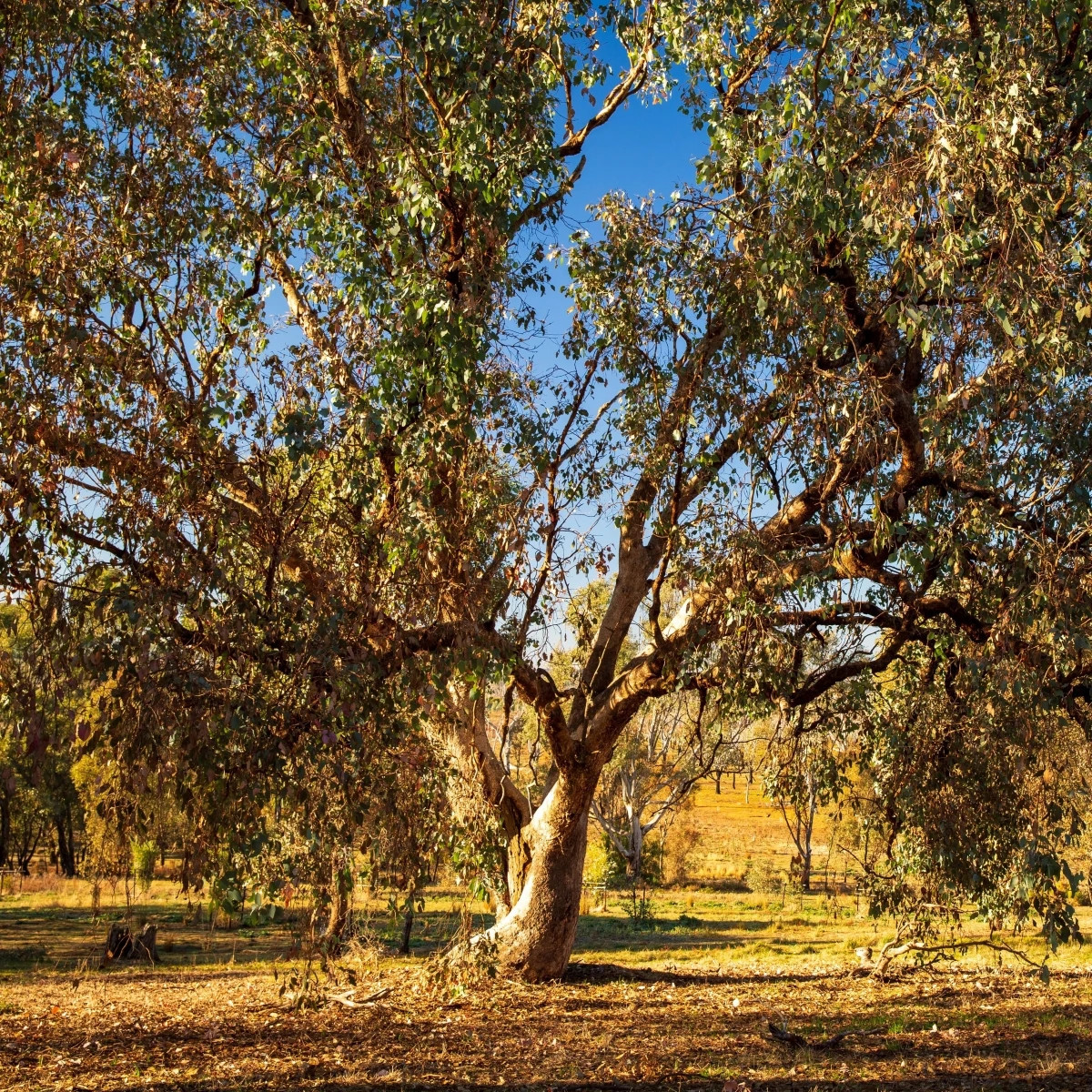 Eukalyptus riečny River Red Gum - Blahovičník - Eucalyptus camaldulensis - osivo eukalyptu - 10 ks