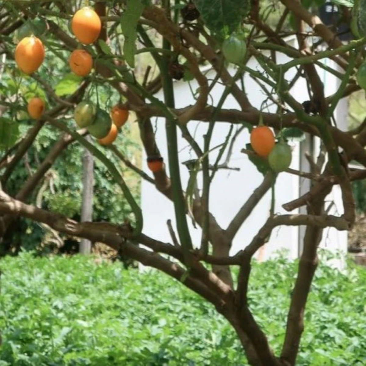 Paradajkový strom žltý Tamarillo - Cyphomandra betacea - osivo paradajkového stromu - 5 ks