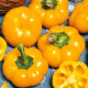 Paprika ročná Topepo giallo - Capsicum annuum - osivo papriky - 20 ks