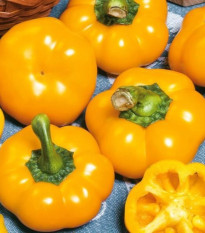 Paprika ročná Topepo giallo - Capsicum annuum - osivo papriky - 20 ks