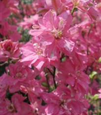 Ostrôžka roľná ružová - Consolida regalis - osivo ostrôžky - 100 ks