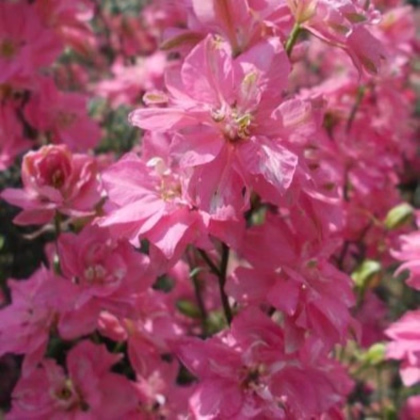 Ostrôžka roľná ružová - Consolida regalis - osivo ostrôžky - 100 ks