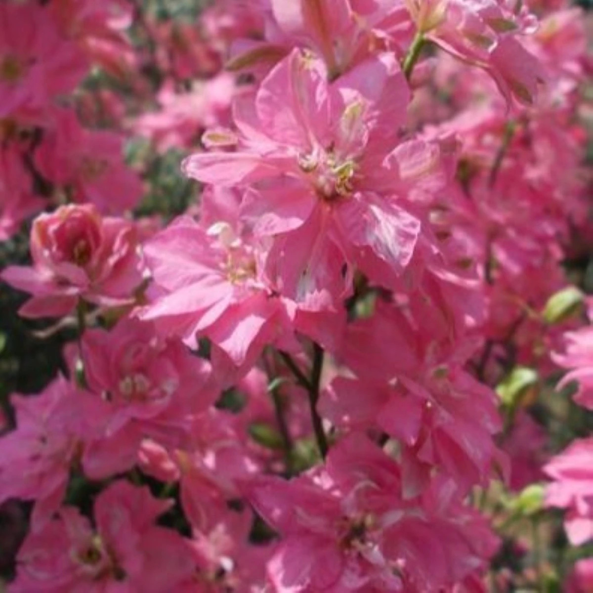 Ostrôžka roľná ružová - Consolida regalis - osivo ostrôžky - 100 ks