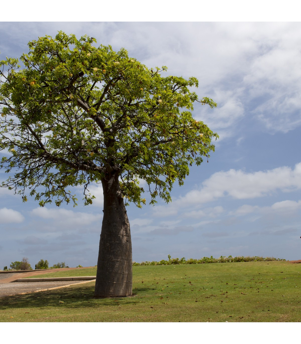 Austrálsky baobab - Adansonia gregorii - semená - 3 ks