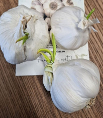 Sadbový cesnak Flavor - Allium sativum - nepaličák - predaj cibulí cesnaku - 3 ks