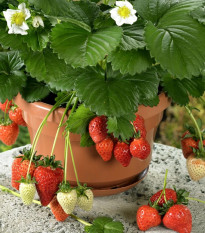 Jahody stáleplodiace Beltran F1 - Fragaria ananassa - osivo jahody - 10 ks