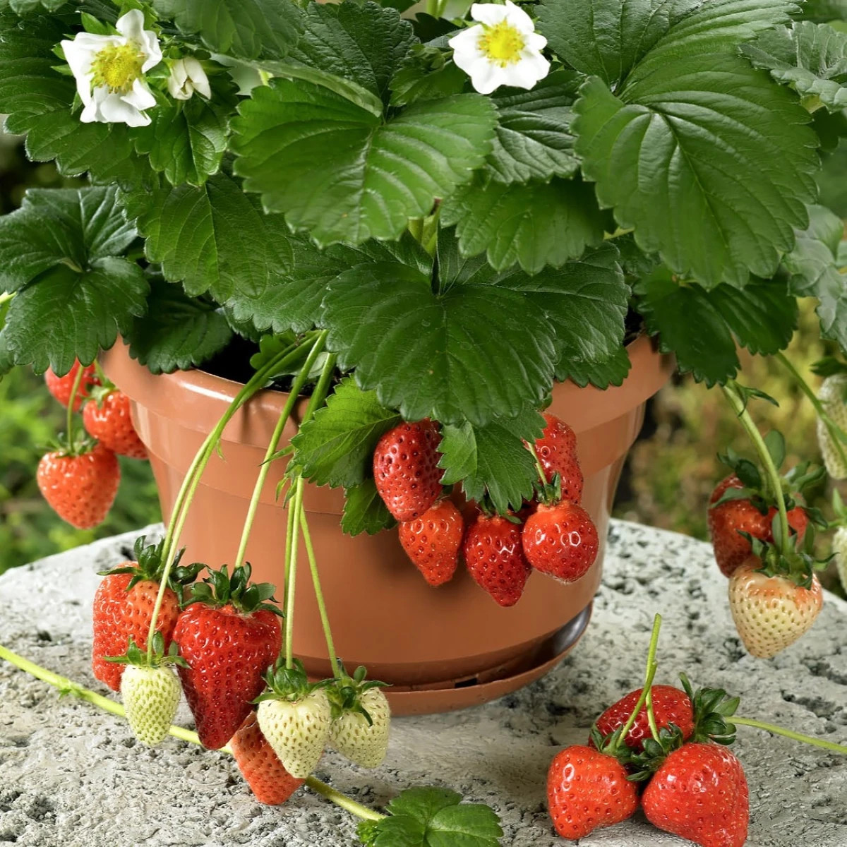 Jahody stáleplodiace Beltran F1 - Fragaria ananassa - osivo jahody - 10 ks