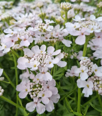 Iberka okoličnatá Rose Cardinal - Iberis umbellata - osivo iberky - 100 ks