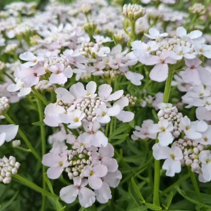 Iberka okoličnatá Rose Cardinal - Iberis umbellata - osivo iberky - 100 ks