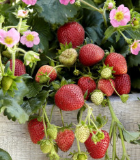 Jahody stáleplodiace Frisan F1 - Fragaria ananassa - osivo jahody - 10 ks