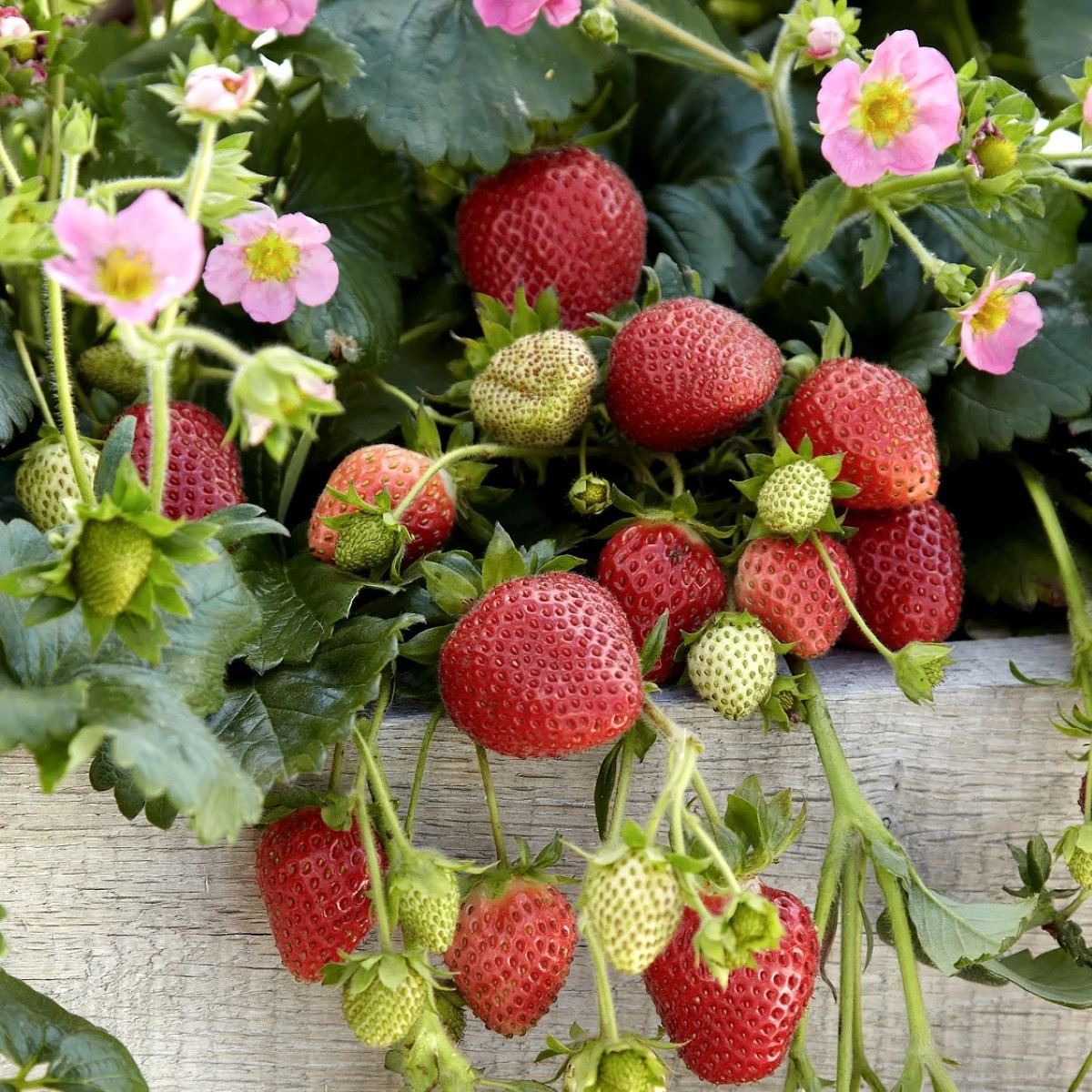 Jahody stáleplodiace Frisan F1 - Fragaria ananassa - osivo jahody - 10 ks