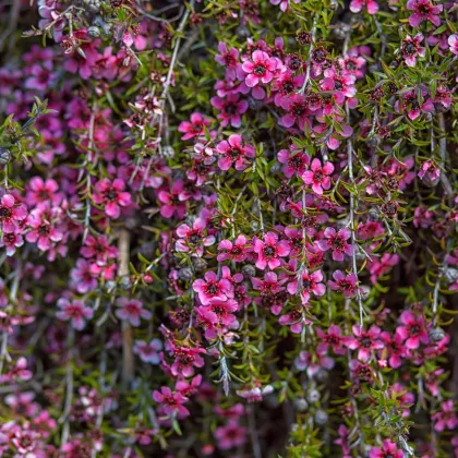 Balmín metlatý - Leptospermum scoparium - semiačka - 10 ks