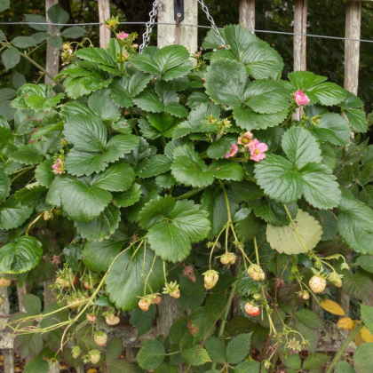 Jahody stáleplodiace Frisan F1 - Fragaria ananassa - osivo jahody - 10 ks