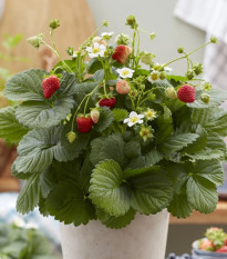 Jahody stáleplodiace Lizzy F1 - Fragaria ananassa - osivo jahody - 10 ks