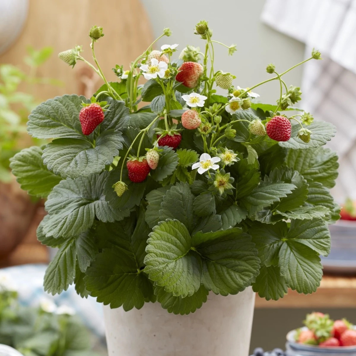 Jahody stáleplodiace Lizzy F1 - Fragaria ananassa - osivo jahody - 10 ks