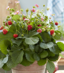 Jahody stáleplodiace Queeny F1 – Fragaria ananassa – osivo jahôd