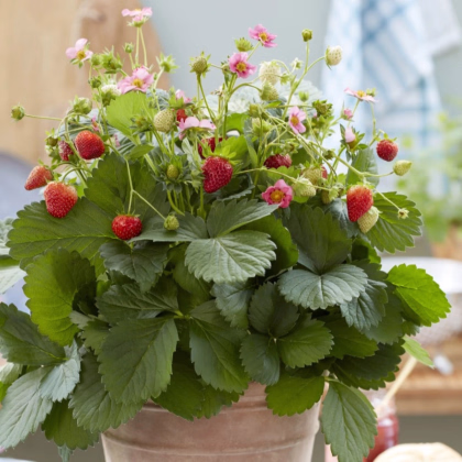 Jahody stáleplodiace Queeny F1 – Fragaria ananassa – osivo jahôd