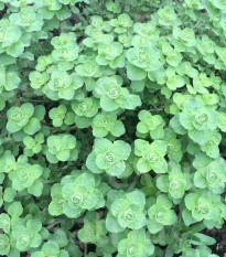 BIO Libanonské oregano Babilye - Origanum vulgare - bio osivo oregana - 30 ks