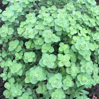 BIO Libanonské oregano Babilye - Origanum vulgare - bio osivo oregana - 30 ks