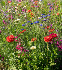 Farebný akord - osivo Čierny Biopro - zmes letničiek - 20 g